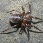 Cybaeus angustriarum stínomil lesní Cybaeidae stínomilovití